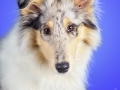 Langhaarcollie_Rough_Collie_bluemerle_welpe_puppy_Gaia_Studioaufnahme_Hundefpotografie (7)