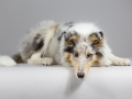 Langhaarcollie_Rough_Collie_bluemerle_welpe_puppy_Gaia_Studioaufnahme_Hundefpotografie (9)