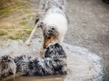 Hundefreunde_Marburg_Hundetreffen_Treffen_Gassi_Langhaarcollie_Gaia_Border_Collie_Mischling_Maggy (67) - Kopie