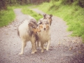 Geschwistertreffen_Langhaarcollies_Rough__Collie_bluemerle_weibchen_Männchen_Gwenda_Pepper_Gandalf_Gaia_Zuechterin_Treffen_Bruder_Schwester_Sheltie (26)