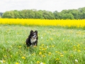 Hundefreunde_Marburg_Gassi_Treffen_Hund_Hunde_Freunde_Coelbe_Spaziergang (104).jpg