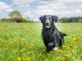 Hundefreunde_Marburg_Gassi_Treffen_Hund_Hunde_Freunde_Coelbe_Spaziergang (112).jpg