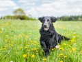 Hundefreunde_Marburg_Gassi_Treffen_Hund_Hunde_Freunde_Coelbe_Spaziergang (117).jpg