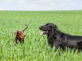 Hundefreunde_Marburg_Gassi_Treffen_Hund_Hunde_Freunde_Coelbe_Spaziergang (15).jpg