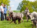 Hundefreunde_Marburg_Gassi_Treffen_Hund_Hunde_Freunde_Coelbe_Spaziergang (27).jpg