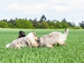 Hundefreunde_Marburg_Gassi_Treffen_Hund_Hunde_Freunde_Coelbe_Spaziergang (46).jpg