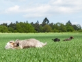 Hundefreunde_Marburg_Gassi_Treffen_Hund_Hunde_Freunde_Coelbe_Spaziergang (49).jpg