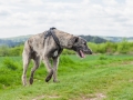 Hundefreunde_Marburg_Gassi_Treffen_Hund_Hunde_Freunde_Coelbe_Spaziergang (54).jpg