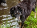 Hundefreunde_Marburg_Gassi_Treffen_Hund_Hunde_Freunde_Coelbe_Spaziergang (75).jpg