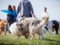 Hundefreunde_Marburg_Hundefotografie_Tierfotografie_HemlepFotografie_Gassi_Spaziergang_Hund_Coelbe_MR_Spass_Gruppe_Hunde (45).jpg