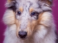 Langhaarcollie_Rough_Collie_Gaia_bluemerle_Welpe_Puppy_Baby_Weibchen_Studio_Pink_Wand_Studioaufnahme_HemlepFotografie_Marburg_Tierfotografie.jpg (9)