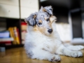 Langhaarcollie_Rough_Collie_Gaia_bluemerle_Marburg_Welpe_Baby_Puppy (11)