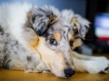 Langhaarcollie_Rough_Collie_Gaia_bluemerle_Marburg_Welpe_Baby_Puppy (5)