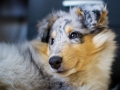 Langhaarcollie_Rough_Collie_Gaia_bluemerle_Marburg_Welpe_Baby_Puppy (7)