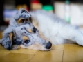 Langhaarcollie_Rough_Collie_Gaia_bluemerle_Marburg_Welpe_Baby_Puppy (9)