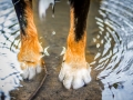 Border_Collie_Mischling_Maggy_tricolor_Lahnwiesen_Wiese_Marburg_Hundefotografie_Tierfotografie_Christine_Hemlep_Pfote_detail (1)