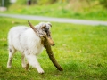 Langhaarcollie_Rough_Collie_bluemerle_welpe_Gaia_Lahnwiesen_Wiese_Marburg_Hundefotografie_Tierfotografie_Christine_Hemlep (35)