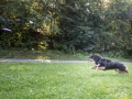 Tierfotografie_Hundefotografie_Border_Collie_tricolor_Maggy_Mischling_Marburg_Fotografin_Christine_Hemlep_Wiese_spielen (5)