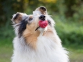 Langhaarcollie_Rough_Collie_Gaia_bluemerle_Gaia_Schnuller (3)