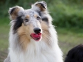 Langhaarcollie_Rough_Collie_Gaia_bluemerle_Gaia_Schnuller (5)