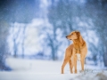 Aiko_Tierfotografie_Hundefotografie_Marburg_Fotografin_Christine_Hemlep_Fotoshooting_Hund_Mischling_Winter_Schnee (20)
