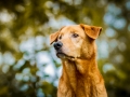 Aiko_Tierfotografie_Hundefotografie_Marburg_Fotografin_Christine_Hemlep_Mischlingshund_Mischling_Hund (12)