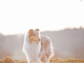 Langhaarcollie_Rough_Collie_Gaia_bluemerle_Hundefotografie_Marburg_Tierfotografie_Sonnenuntergang_Sonne_Licht_Stimmung (4).jpg