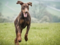 Brauner_Dobermann_Spencer_Marburg_Wiese_rennen_spielen_Spass_Hund (5)