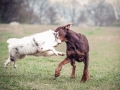 Langhaarcollie_Gaia_bluemerle_Welpe_Dobermann_spencer_braun_gemeinsam_Hundefreunde_Freunde_Hunde (1)