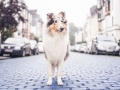 Tierfotografie_Marburg_Hundefotografie_Hund_Langhaarcollie_Rough_Collie_Gaia_bluemerle_Fotoshooting_City_Stadt_Shooting (1).jpg