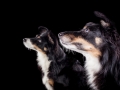 Hundefotografie_Marburg_Frankfurt_Giessen_Tierfotografie_Fotografin_Christine_Hemlep_Hund_Border_Collie_Mischling_Maggy_tricolor (1)