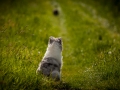 Shetland_Sheepdog_Collie_Langhaarcollie_Sheltie_Rough_Collie_blue_merle_tricolor_Welpe_Gaia_Baby_Terence_Lio_Maggy_Border_Collie_Mischling_Treffen_Marburg_HemlepFotografi (60)