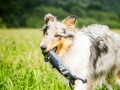 Hundefotografie_Tierfotografie_Hund_Marburg_Fotografin_Christine_Hemlep_August_Langhaarcollie_Collie_bluemerle_Gaia (1)