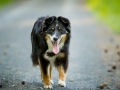 Border_Collie_Mischling_Maggy_tricolor_Huendin_Marburg_Hund_Hundefotografie_Fotografin_Christine_Hemlep (5)