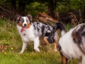 Hundemaedchen_Maggy_Gaia_Langhaarcollie_Border_Collie_Mischling_Wanderung_Hohesrodskopf_Hundefreunde_Forum_Vogelsberg_Spaziergang (56)