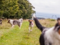 Hundemaedchen_Maggy_Gaia_Langhaarcollie_Border_Collie_Mischling_Wanderung_Hohesrodskopf_Hundefreunde_Forum_Vogelsberg_Spaziergang (68)