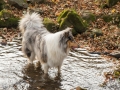 Hundemaedchen_Maggy_Gaia_Hundefreunde_Wanderung_Forum_Theo_Brooke_Smilla_Kito_Ulrichstein_Wandern_Spaziergang (86)