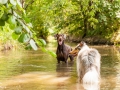 Border_Collie_Mischling_Maggy_Langhaarcollie_Rough_Gaia_Dobermann_Spencer_tricolor_bluemerle_braun_Hundefreunde_Fotografin_Christine_Hemlep (10)