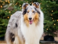 Langhaarcollie_Rough_Collie_Gaia_bluemerle_Marburg_Weihnachten_Weihnachtsbaum_Tannenbaum (1)