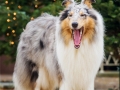 Langhaarcollie_Rough_Collie_Gaia_bluemerle_Marburg_Weihnachten_Weihnachtsbaum_Tannenbaum (3)