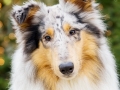 Langhaarcollie_Rough_Collie_Gaia_bluemerle_Marburg_Weihnachten_Weihnachtsbaum_Tannenbaum (9)