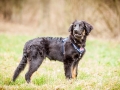 Welpen_Junghunde_treffen_Australian_Shepherd_Langhaarcollie_blue-merle_Gaia_Oskar_tricolor_Welpe_Junghund_Gruppe (48)