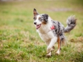 Welpen_Junghunde_treffen_Australian_Shepherd_Langhaarcollie_blue-merle_Gaia_Oskar_tricolor_Welpe_Junghund_Gruppe (80)