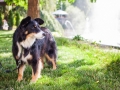 Tierfotografie_Hundefotografie_Marburg_Wetzlar_Giessen_Fotografin_Christine_Hemlep_Hund_Border_Collie_Mischling_tricolor_Maggy (1)