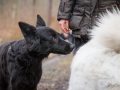 Hundewanderung_Wanderung_Hund_Marburg_Kirchhain_Spaziergang_Gassitreffen_Treffen_Hundetreffen_Hundeschule_Lahntal (23)