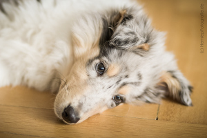 Langhaarcollie_Collie_bluemerle_Baby_Welpe_Puppy_Rough_Marburg_Hessen_Gaia (1)