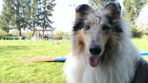 Langhaarcollie_Gaia_Agility_training